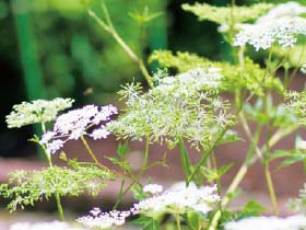 トウキ根エキス