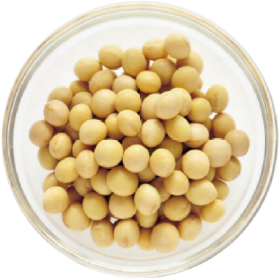 乳酸桿菌/豆乳発酵液