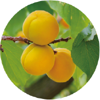 アンズ種子エキス