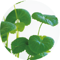 ツボクサエキス