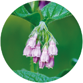 コンフリー葉エキス